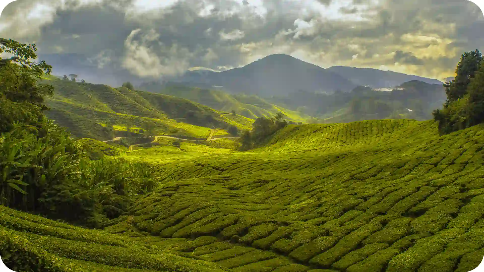 Sri Lanka Hill Country tea plantation landscape with lush green terraced rows, misty mountains, winding paths, and golden-hour light – Ghumora luxury tea estate experience